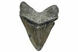 Huge, Fossil Megalodon Tooth - North Carolina #380133-2